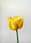 a single yellow tulip with a white background