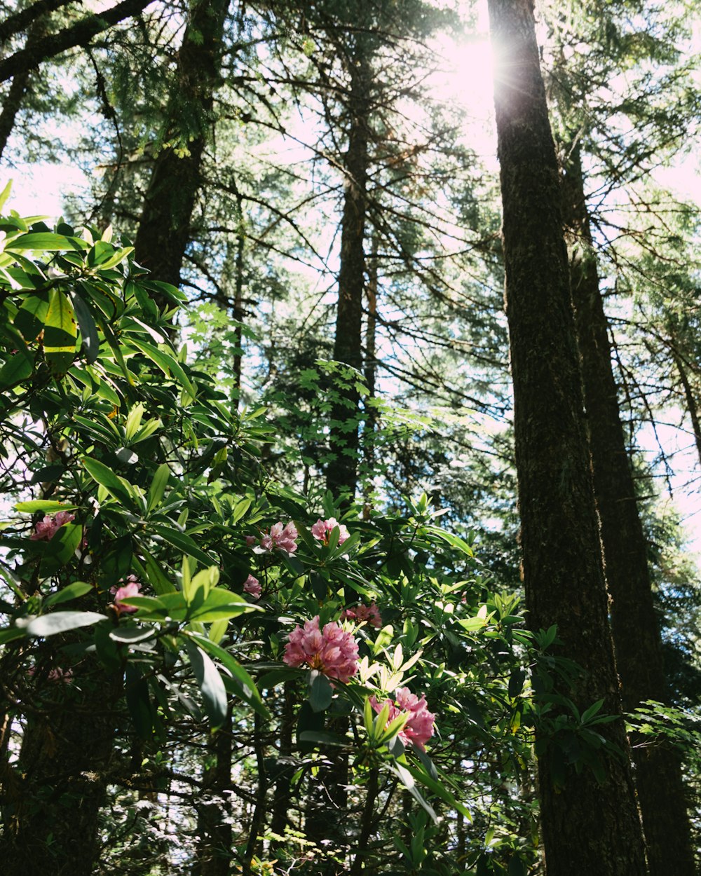 the sun shines through the trees in the forest