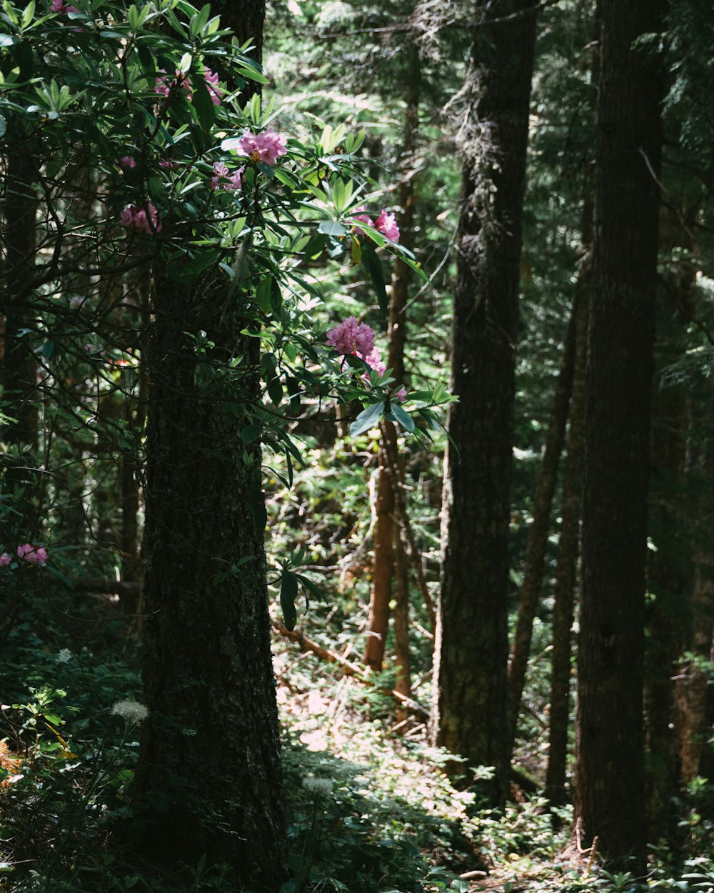 a forest filled with lots of trees and flowers