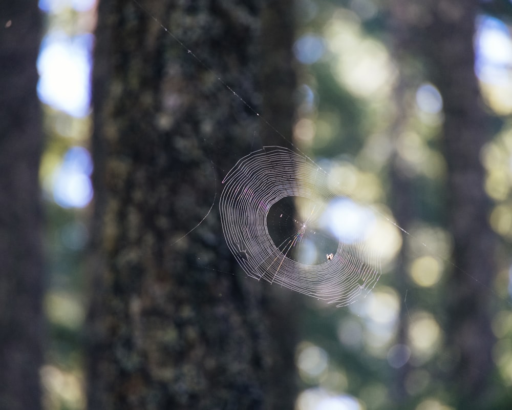 a spider web hanging from a tree in a forest