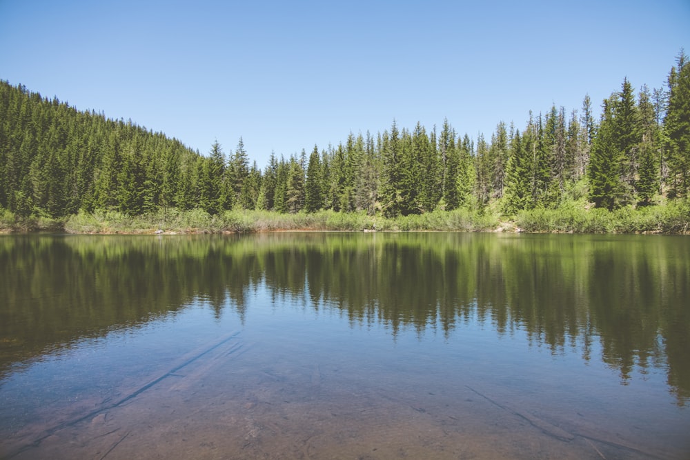 a large body of water surrounded by trees