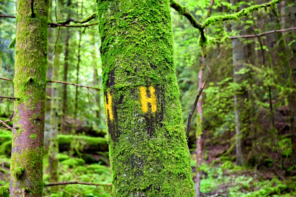 a moss covered tree in the middle of a forest