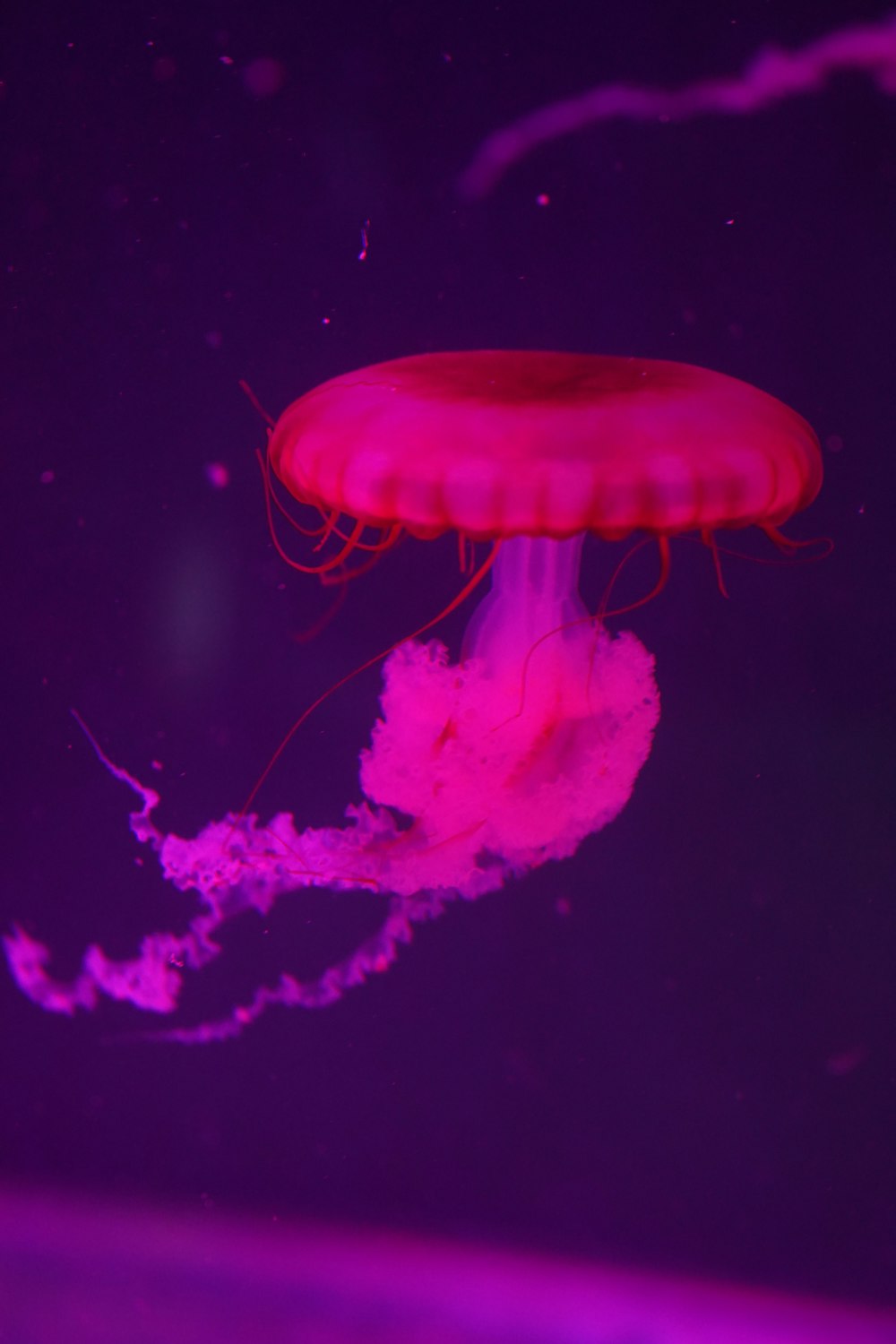 a purple jellyfish floating in the water