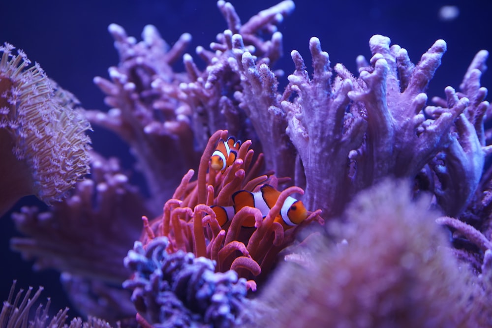 anemone and anemone fish in an aquarium