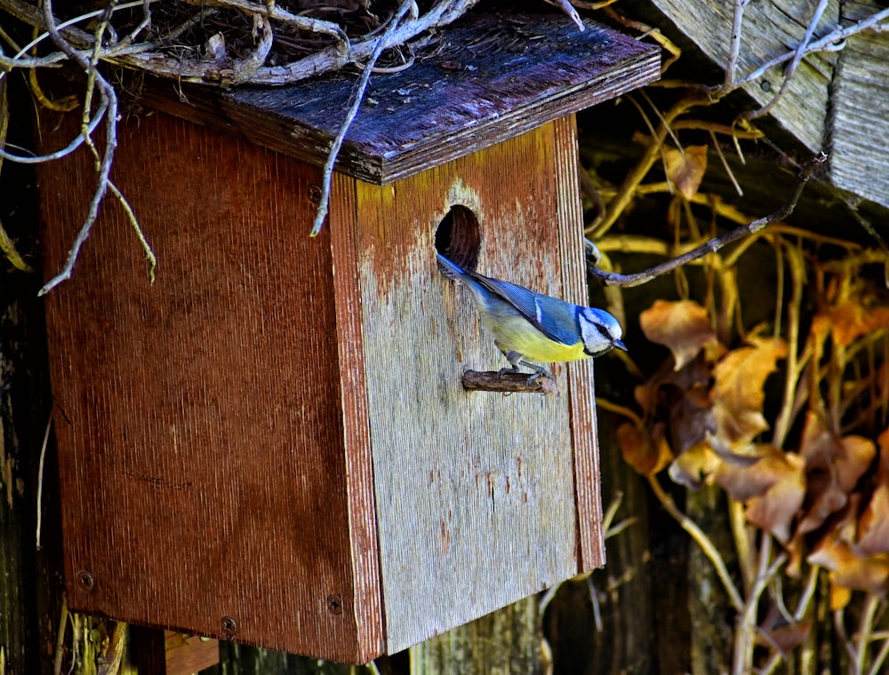 a blue bird sitting on top of a wooden bird house