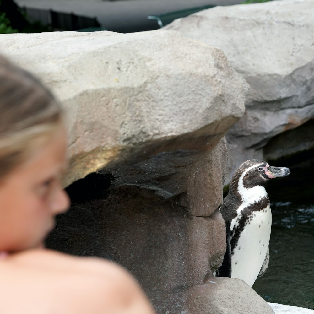 a penguin standing on a rock next to a woman