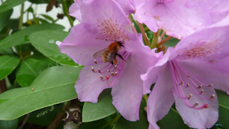 a bee is sitting on a pink flower