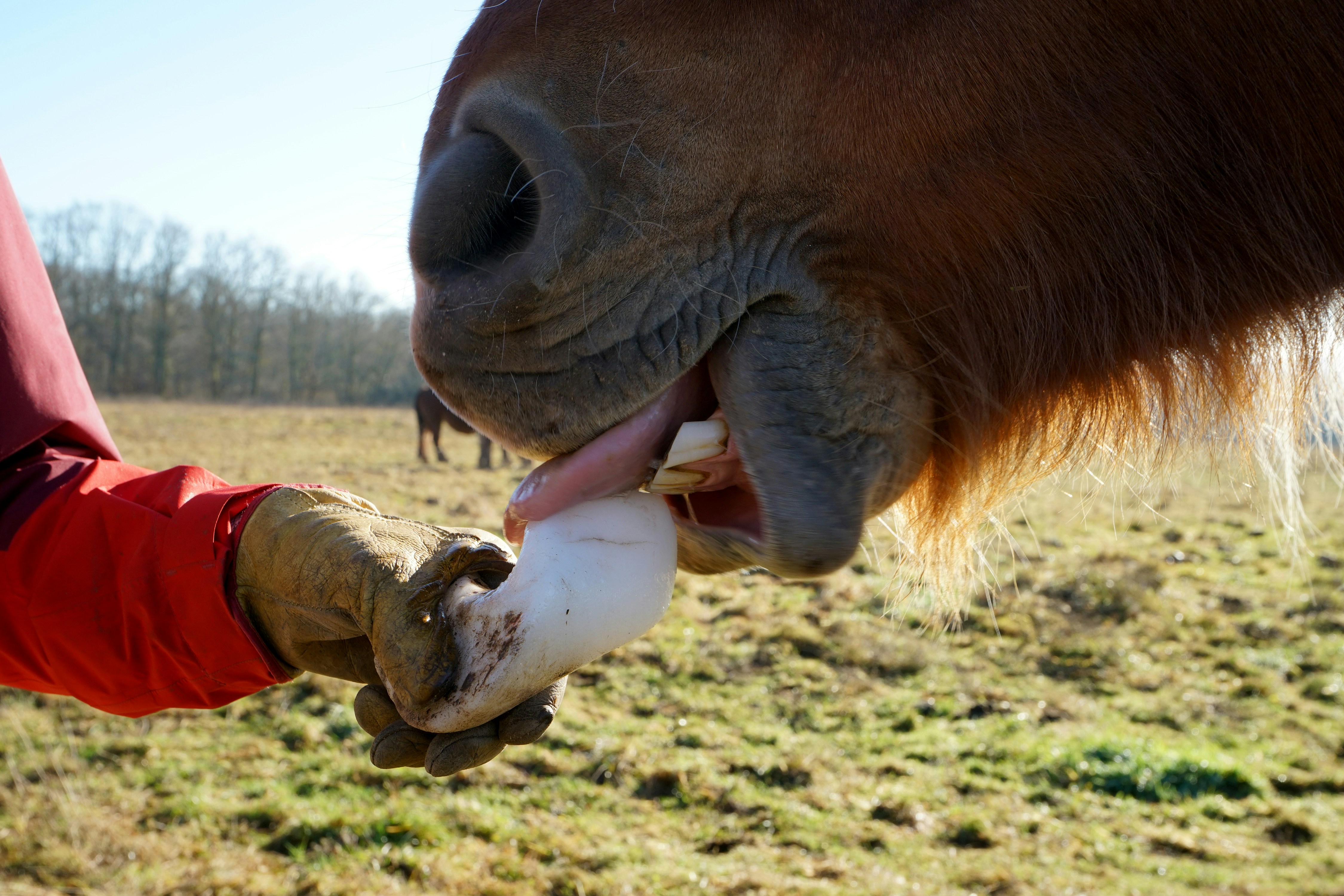 a close up of a person feeding a horse