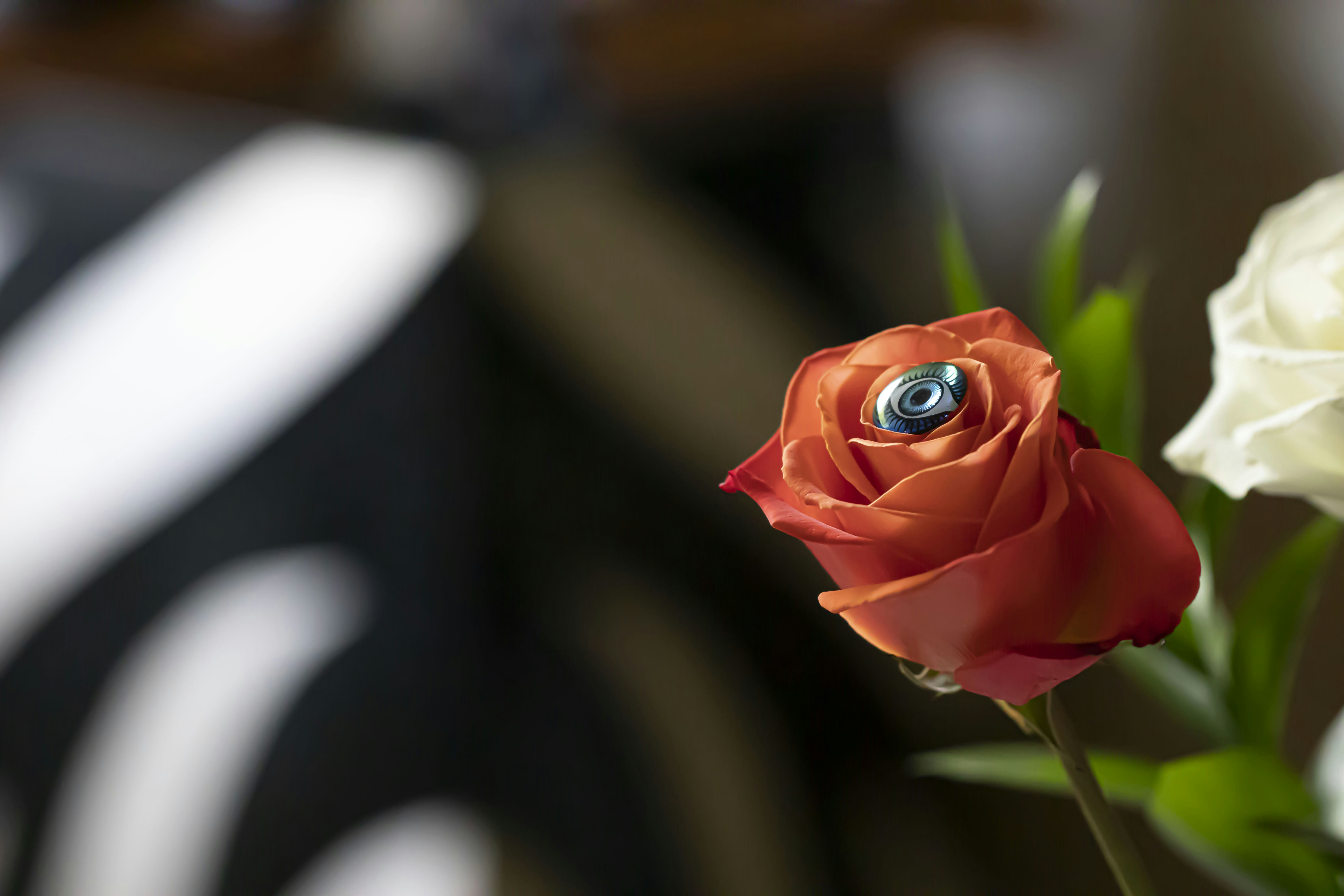 a close up of a flower with a zebra in the background