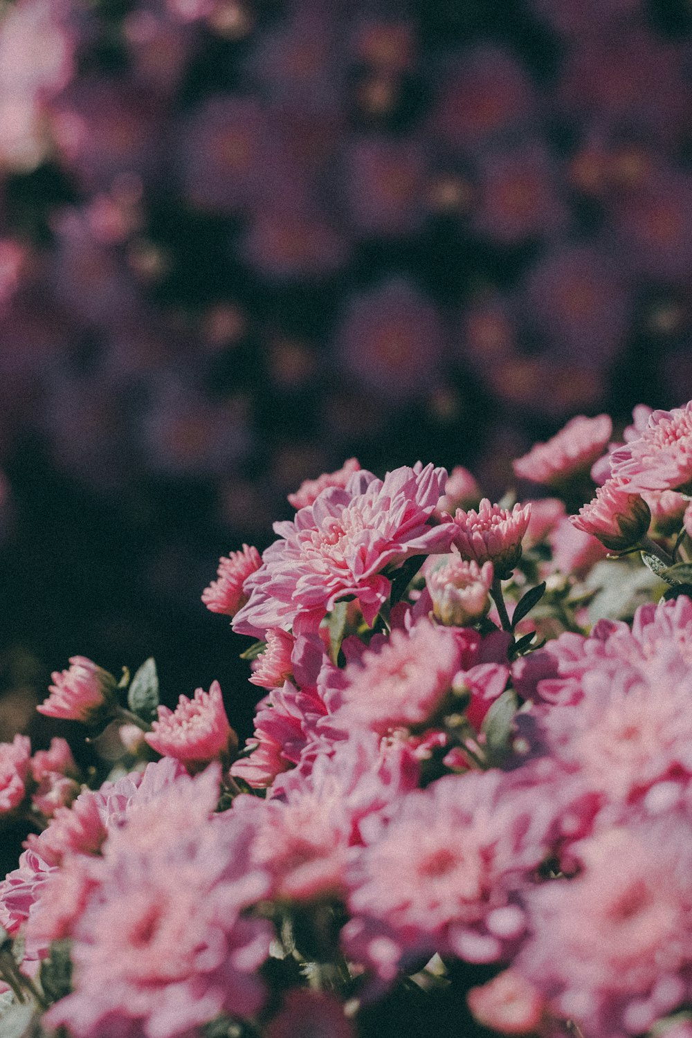 a bunch of pink flowers in a garden