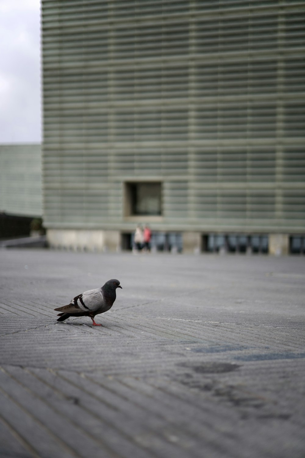비둘기 한 마리가 건물 앞 땅바닥에 서 있다