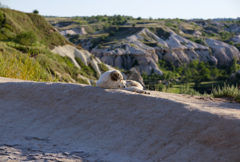 a sheep laying on top of a sandy hill