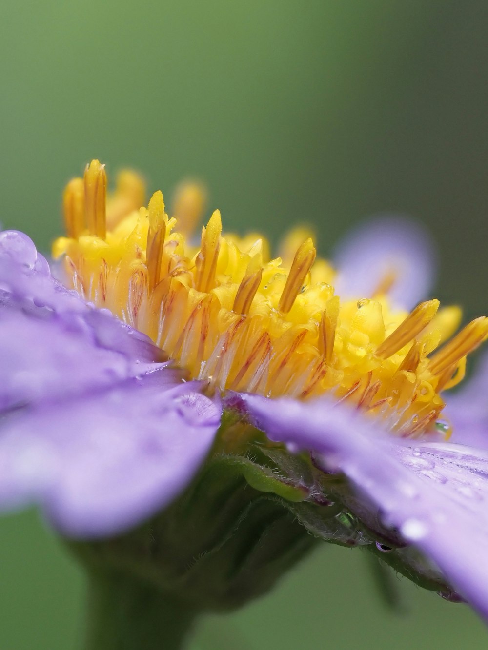 a yellow and purple flower with water droplets on it