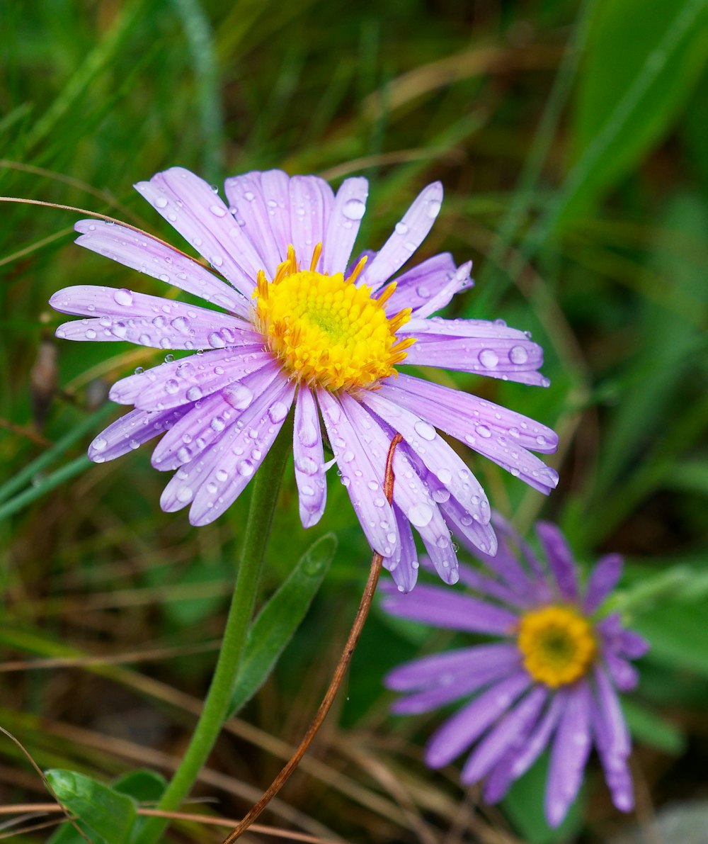 a purple flower with a yellow center surrounded by green grass