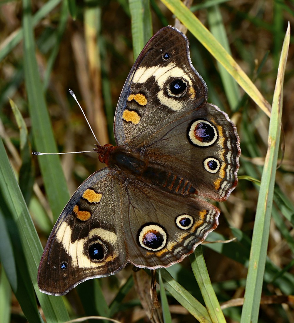 two butterflies sitting on top of green grass