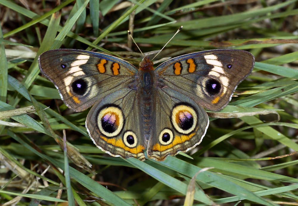a brown and yellow butterfly sitting on top of green grass