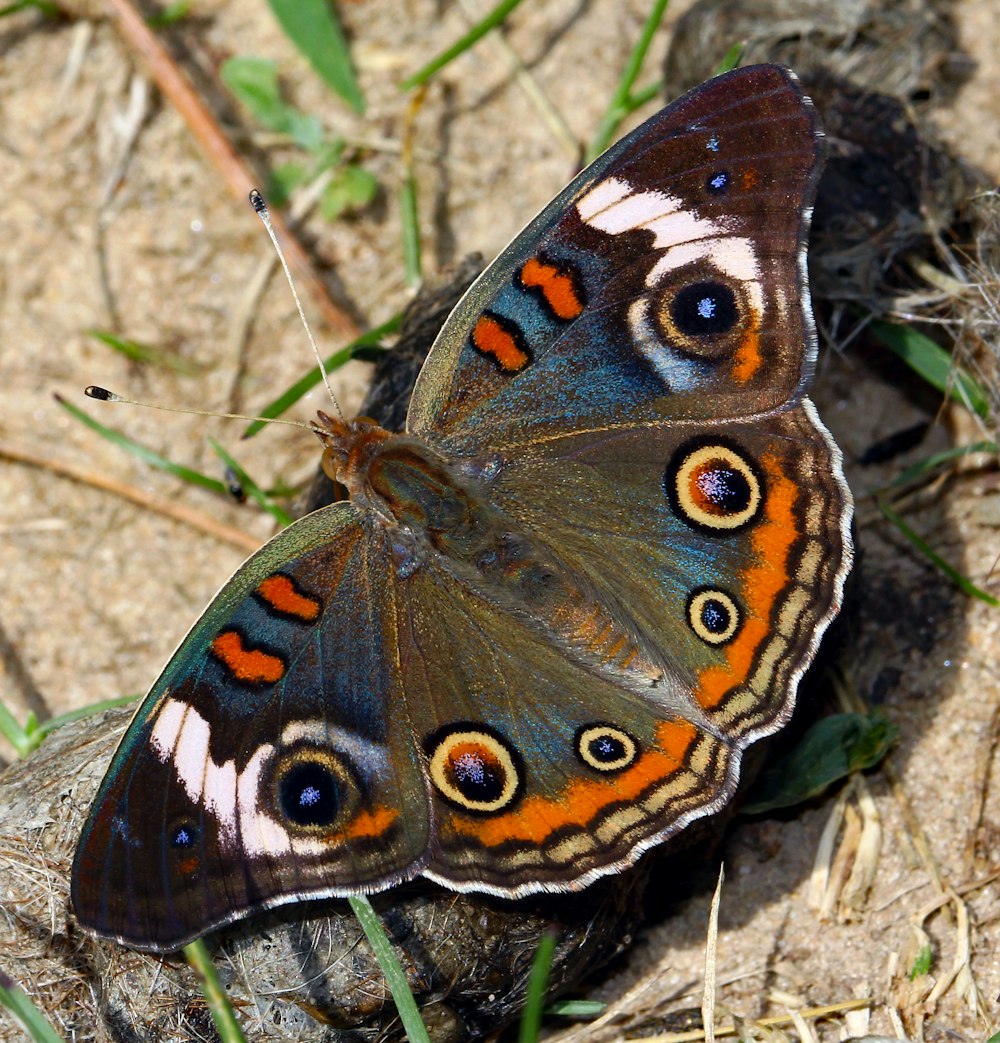 a brown and orange butterfly sitting on top of a rock