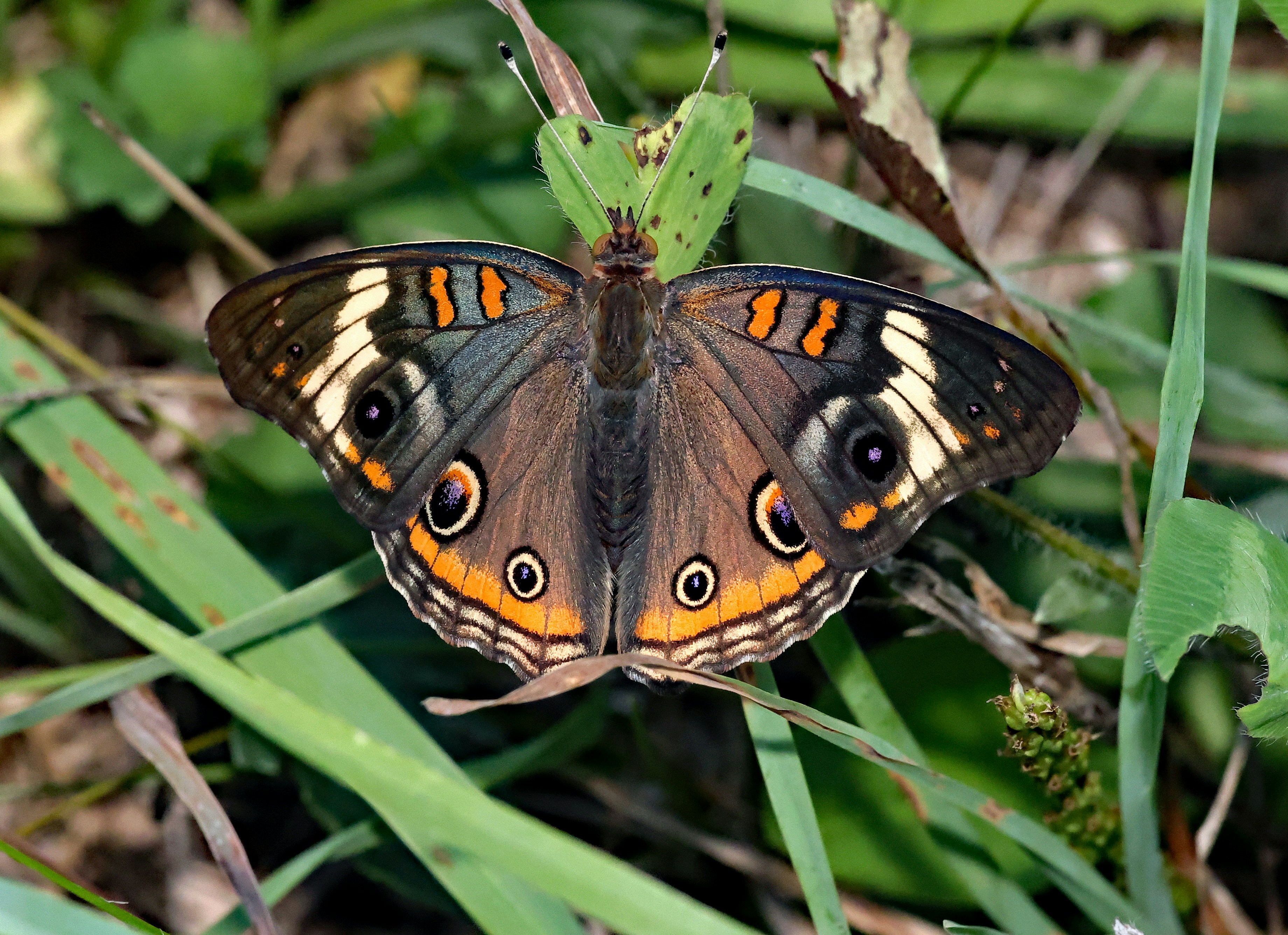 Photo by telliottmbamsc