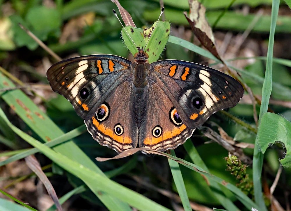 a brown and orange butterfly sitting on top of a green plant