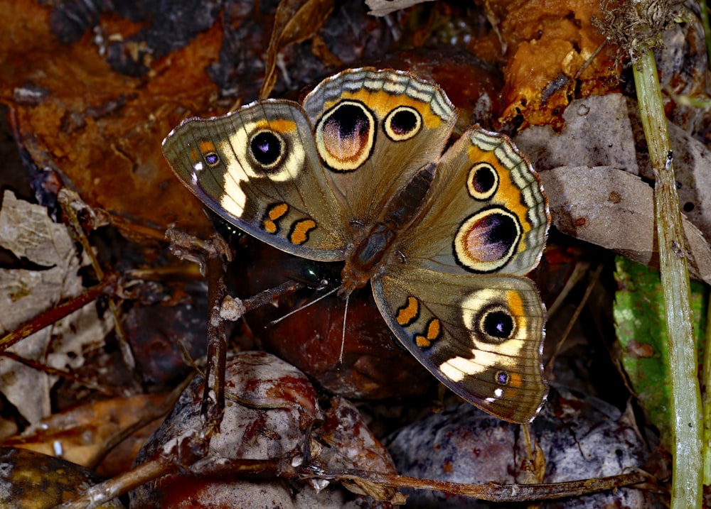 a couple of butterflies sitting on top of a leaf covered ground
