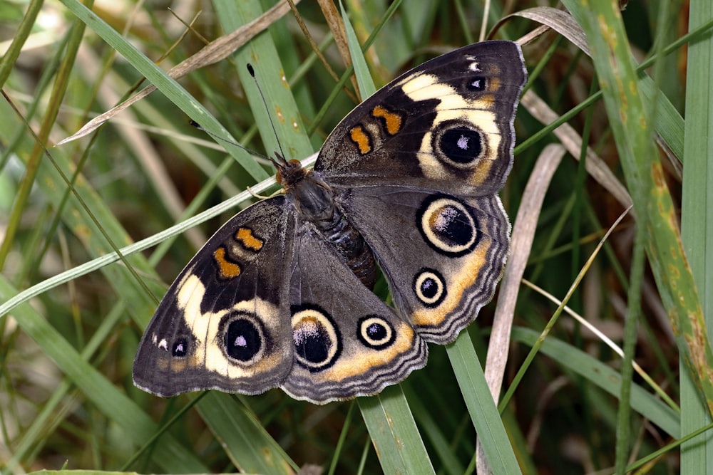 a brown and white butterfly sitting on top of a green plant