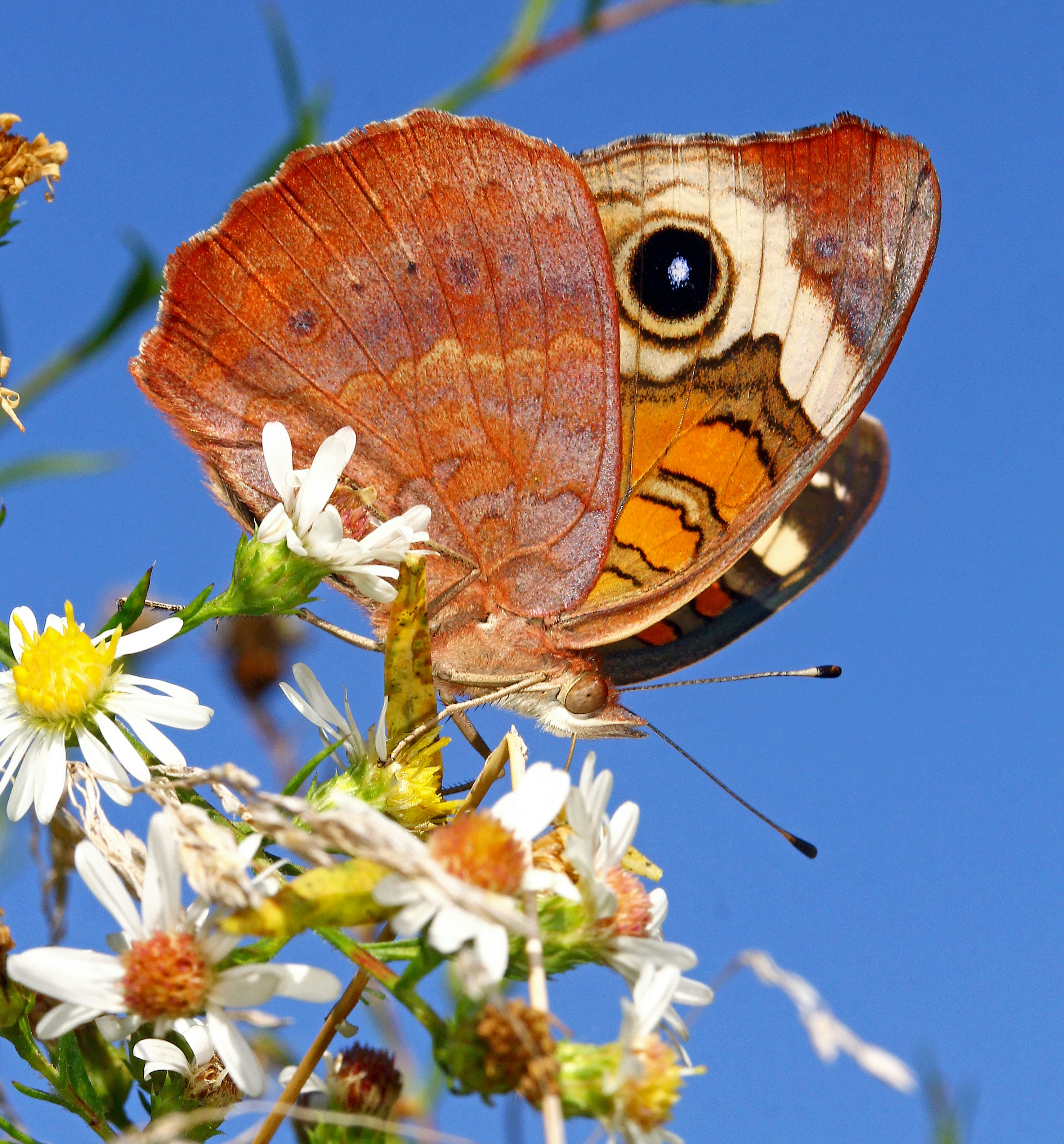 Photo by telliottmbamsc