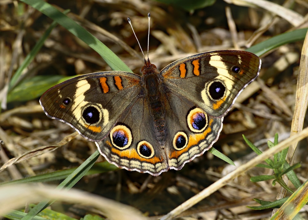 a brown and yellow butterfly sitting on top of grass
