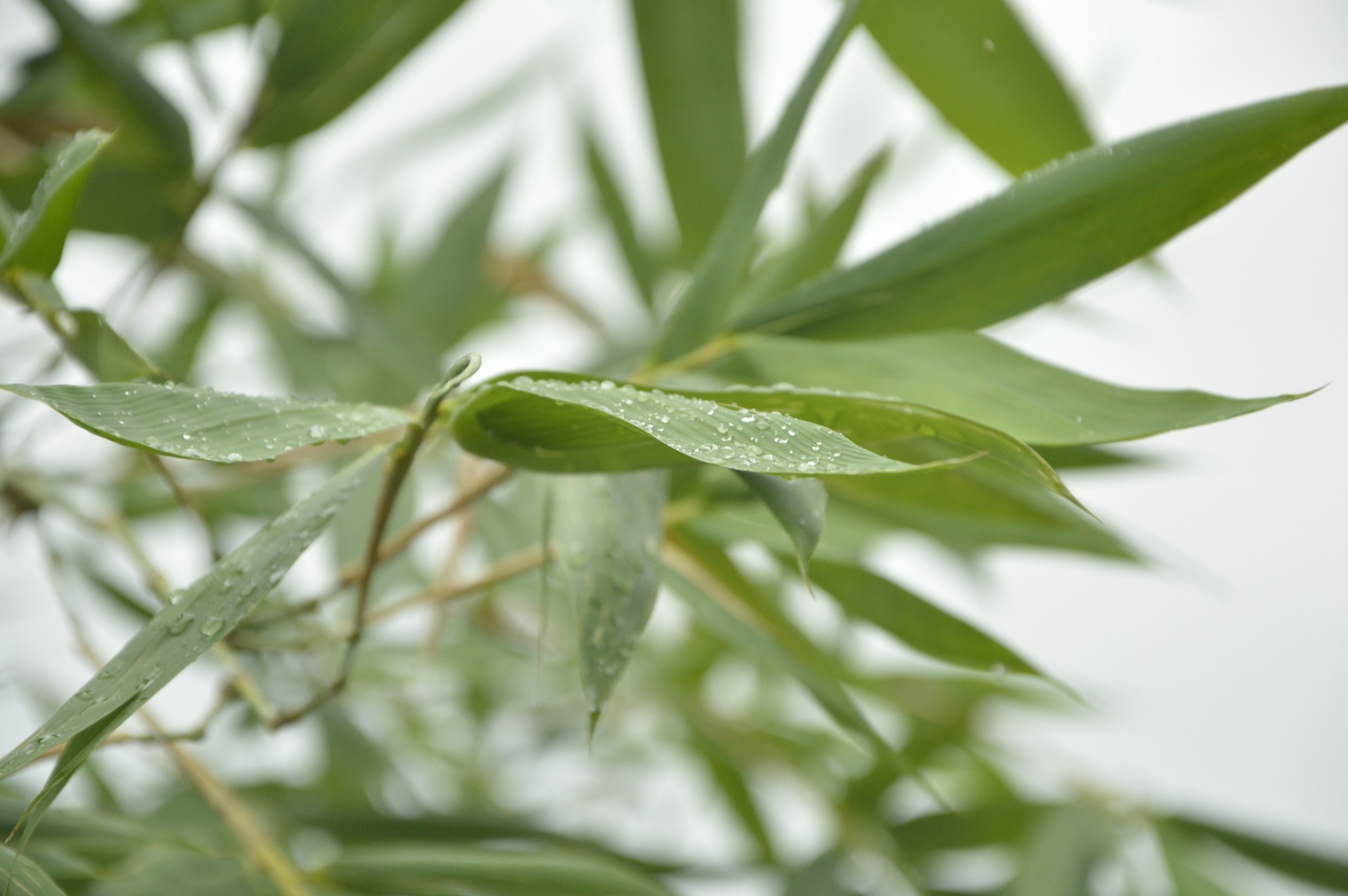 a close up of a leafy tree with water drops