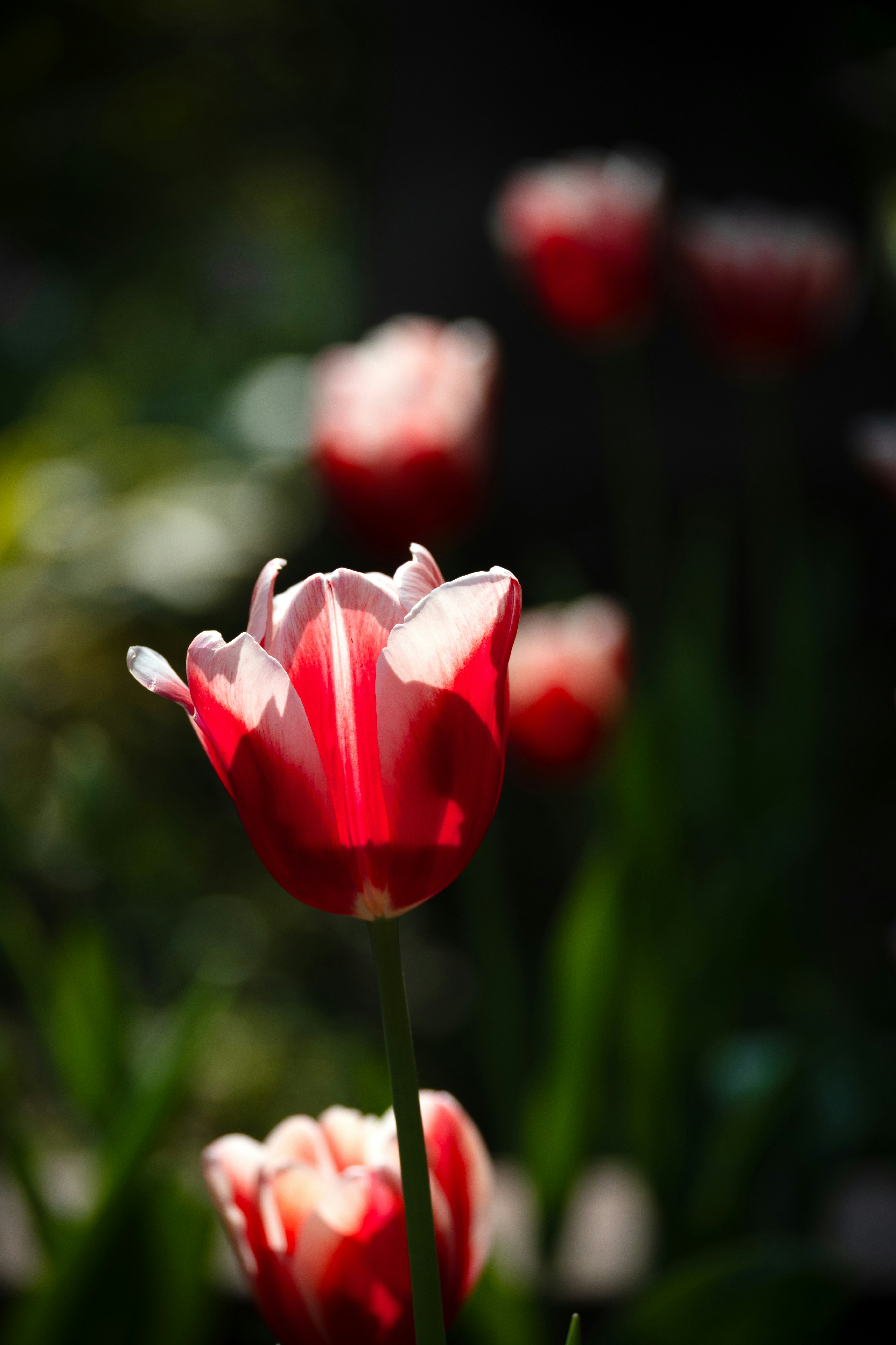 Photo by throughmylens801