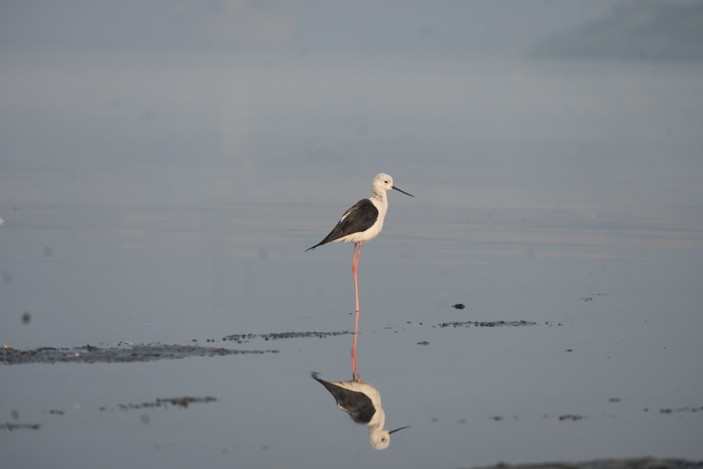 a bird is standing on the beach in the water