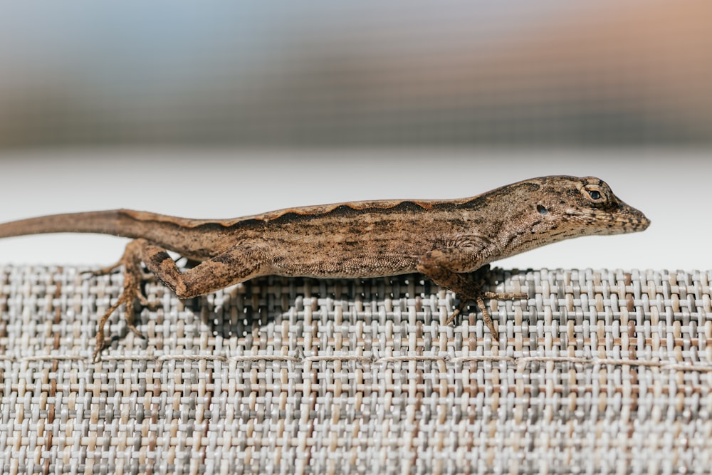 a lizard sitting on top of a piece of cloth