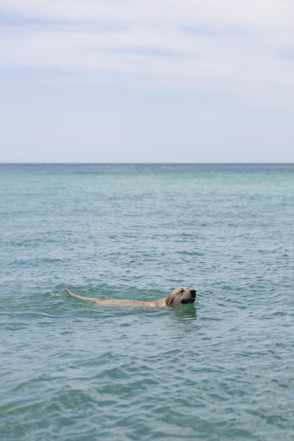 a dog swimming in the ocean with his head above the water