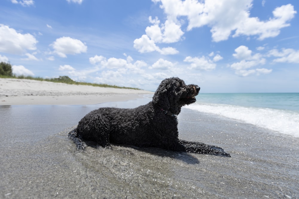 a black dog laying on top of a sandy beach