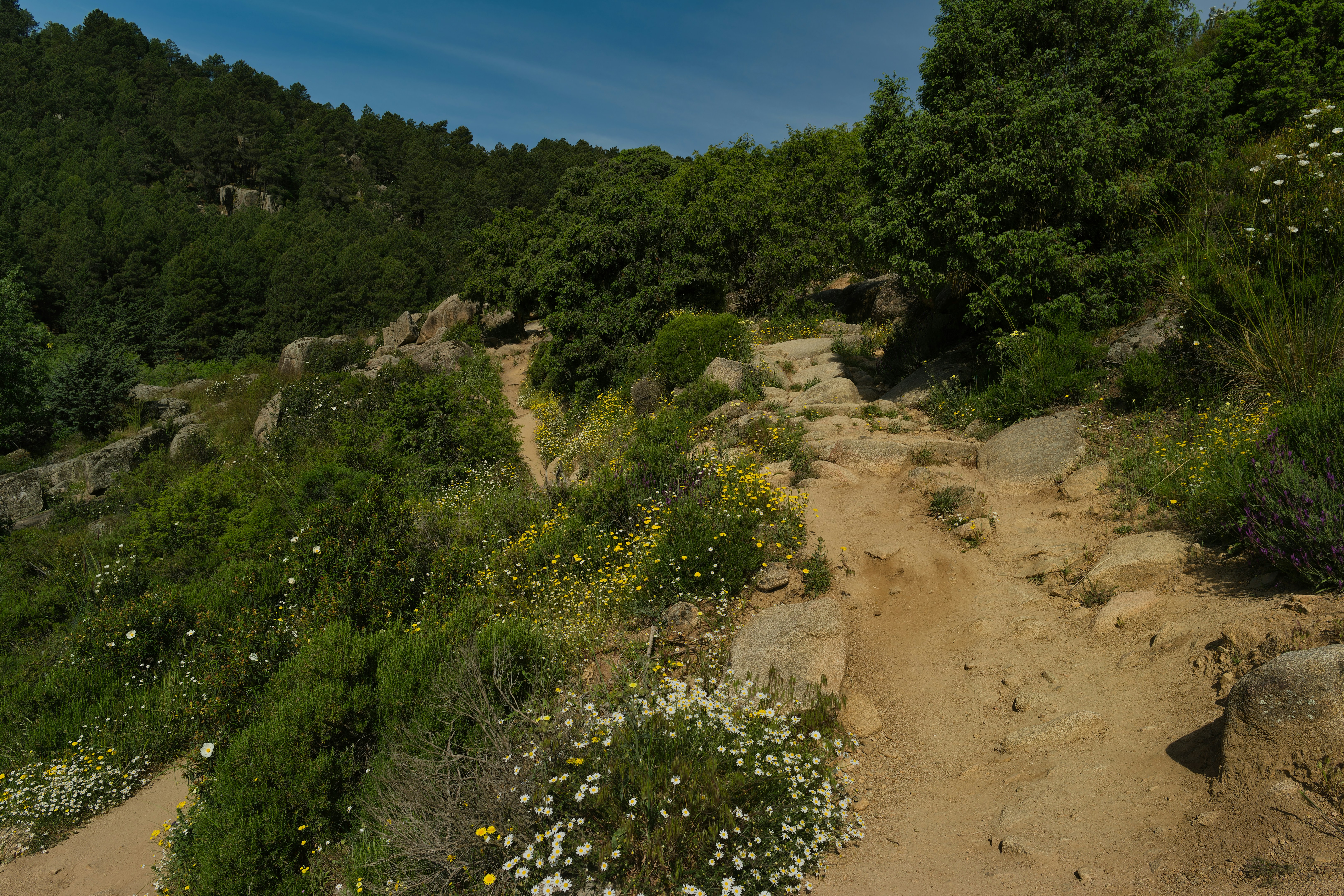 a dirt path in the middle of a forest