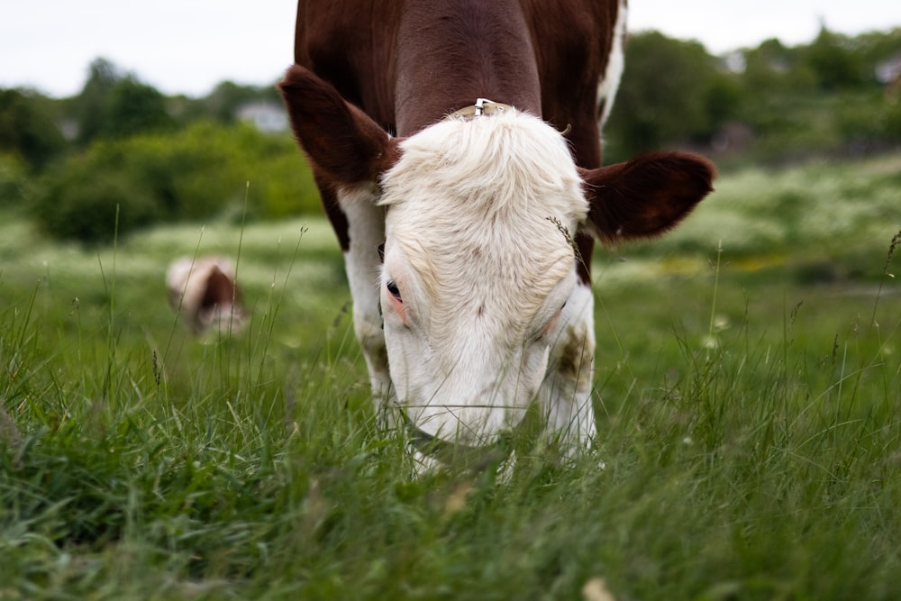 a brown and white cow grazing in a field