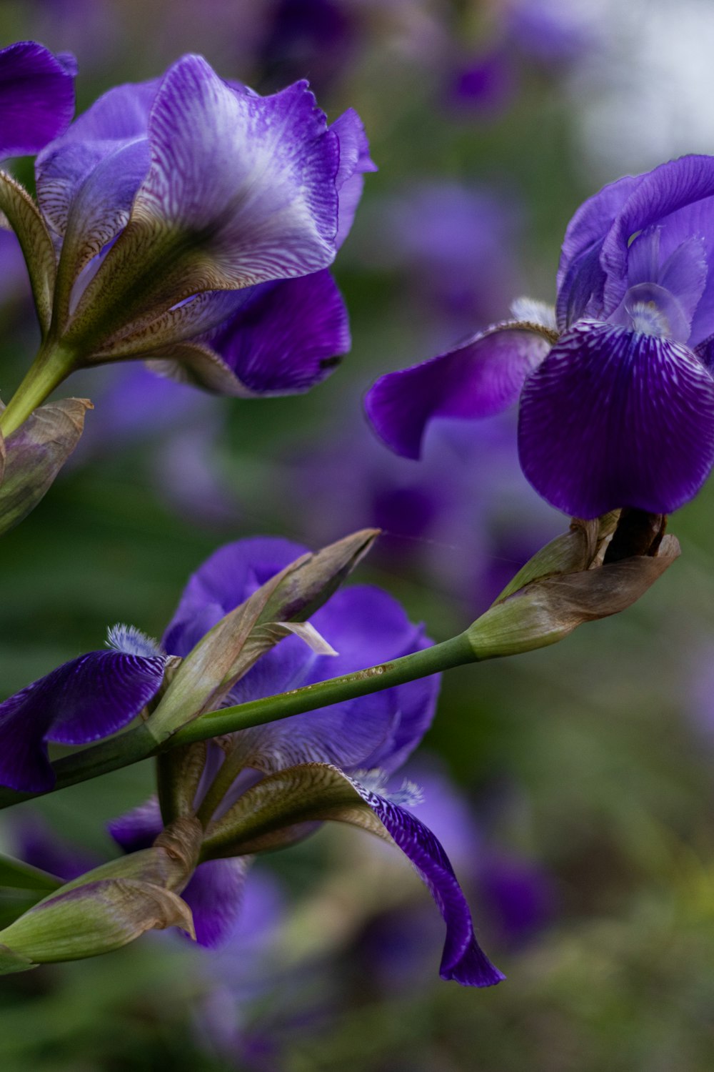 a close up of a purple flower with a blurry background