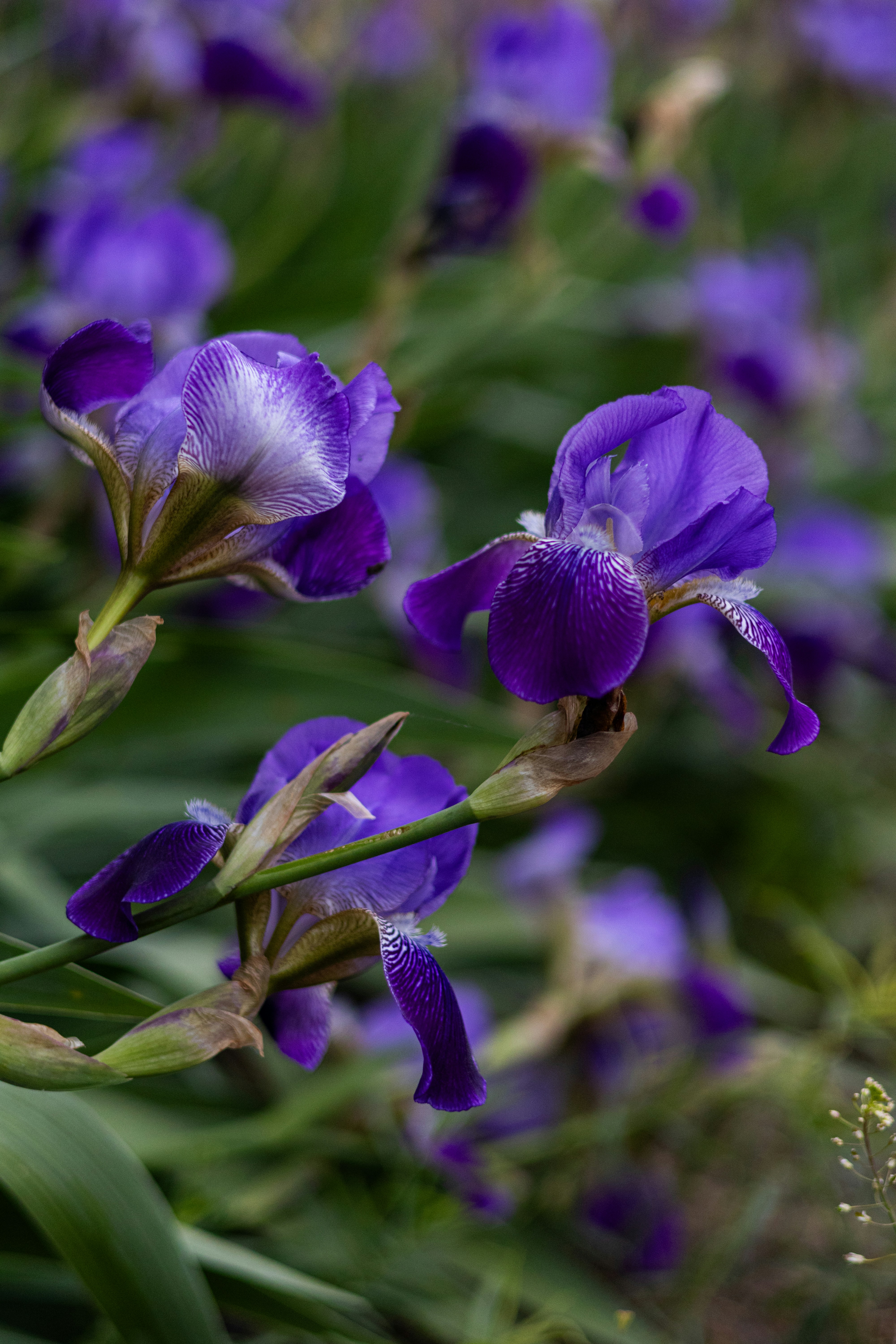 Photo by anyutakejbalo