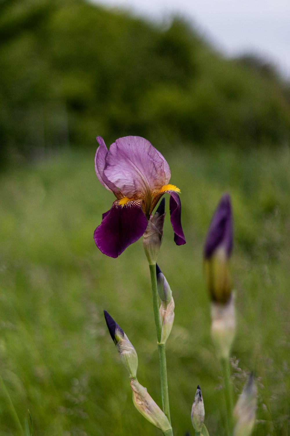 a purple flower is in a field of tall grass