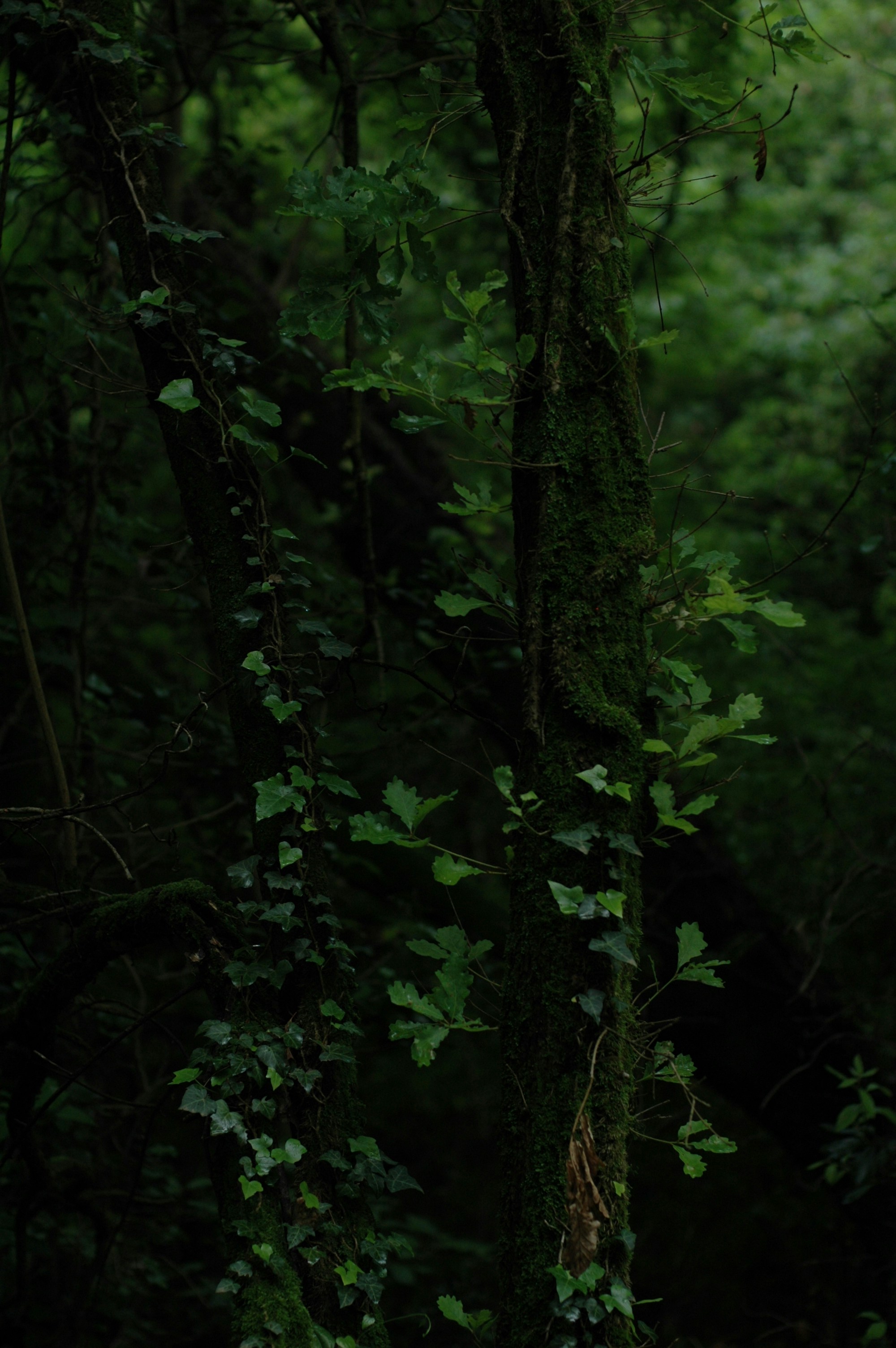 Photo by grape_juice