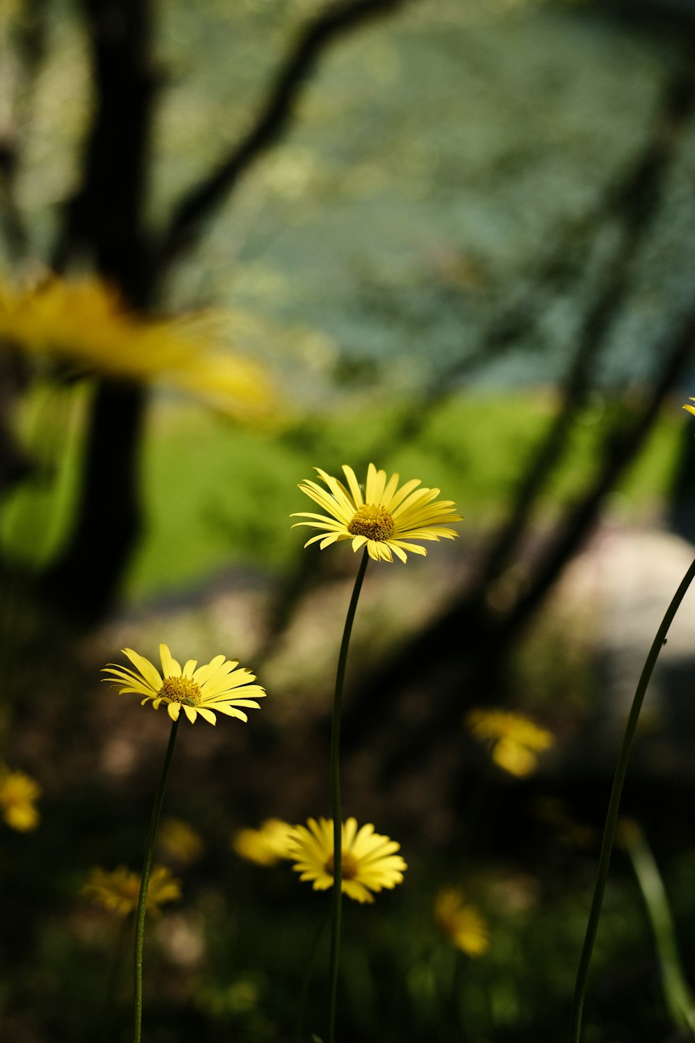 eine Gruppe gelber Blumen, die auf einer üppigen grünen Wiese sitzen