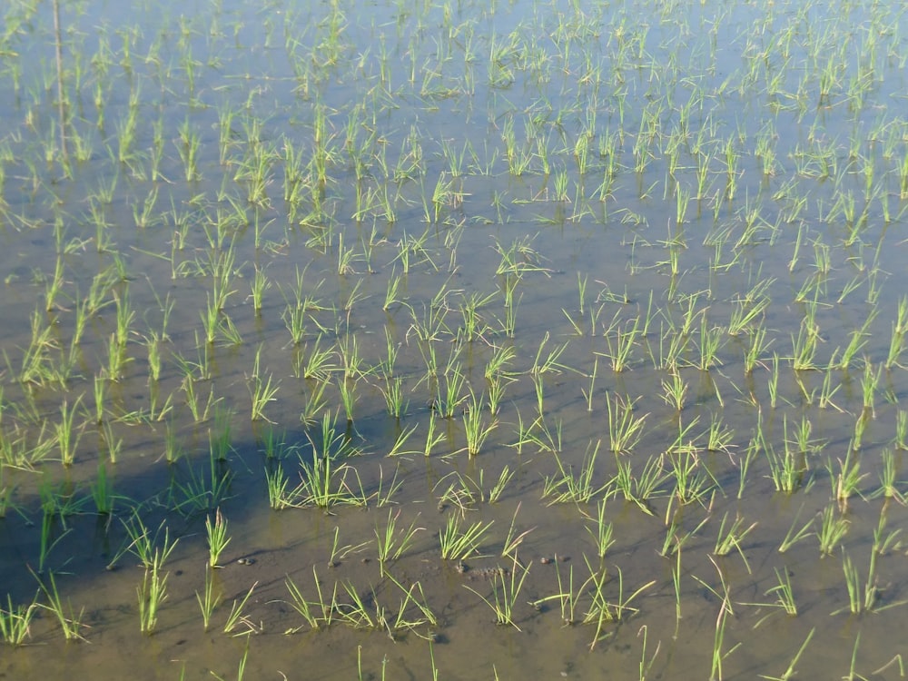 a picture of some grass in the water