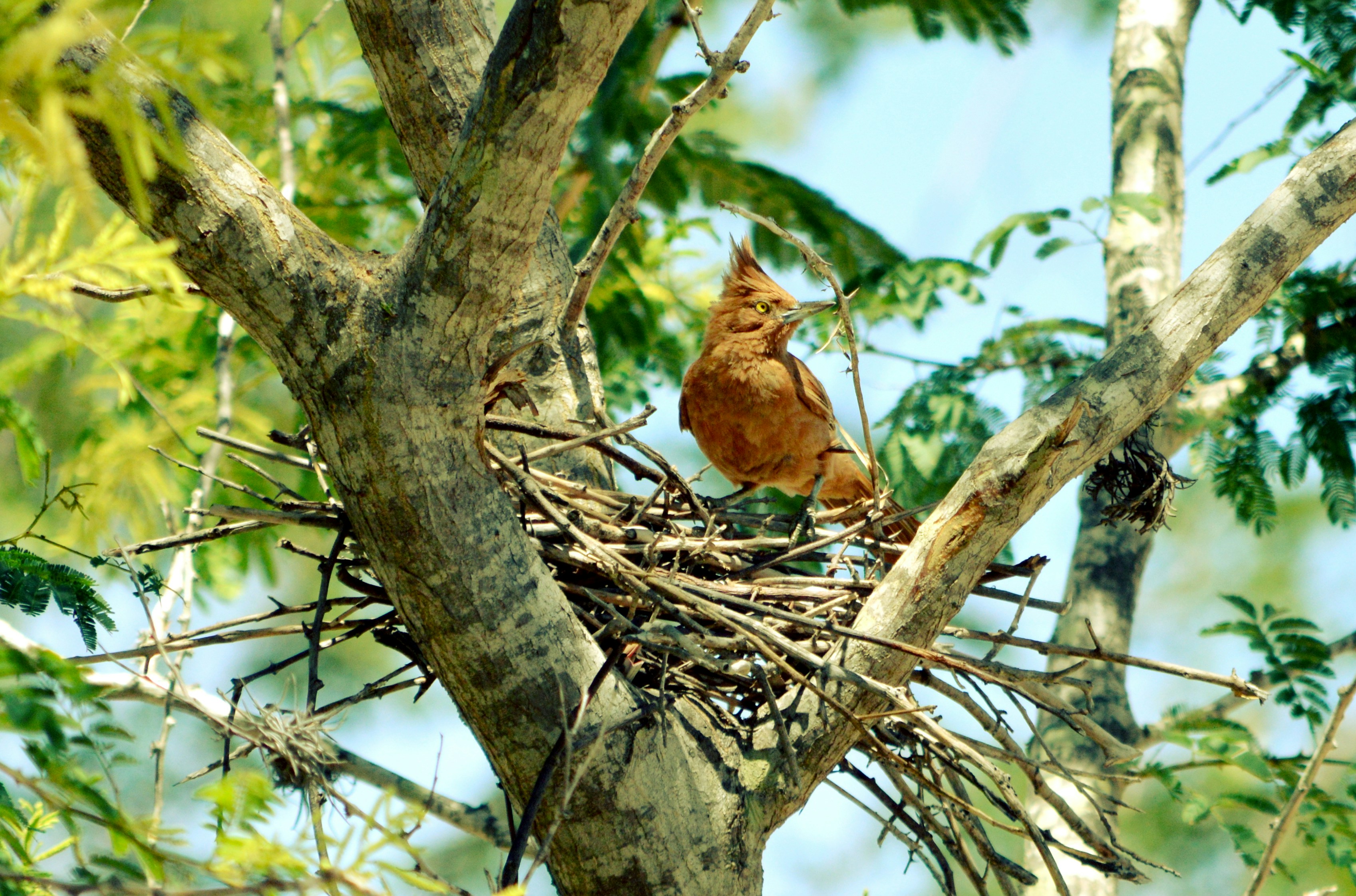 A bird sitting on top of a nest in a tree photo – Free Brasil Image on ...