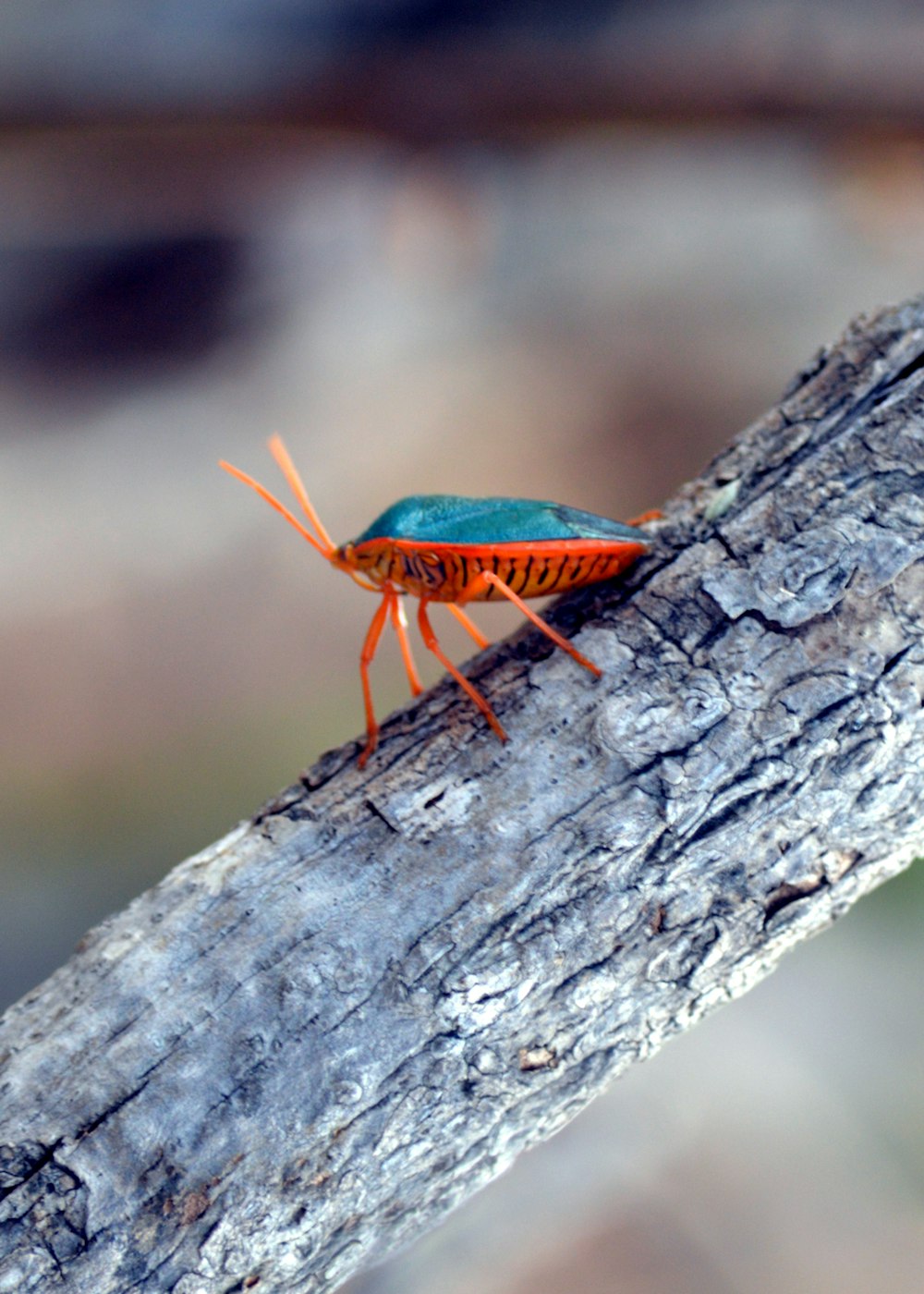 a blue and orange insect sitting on top of a tree branch