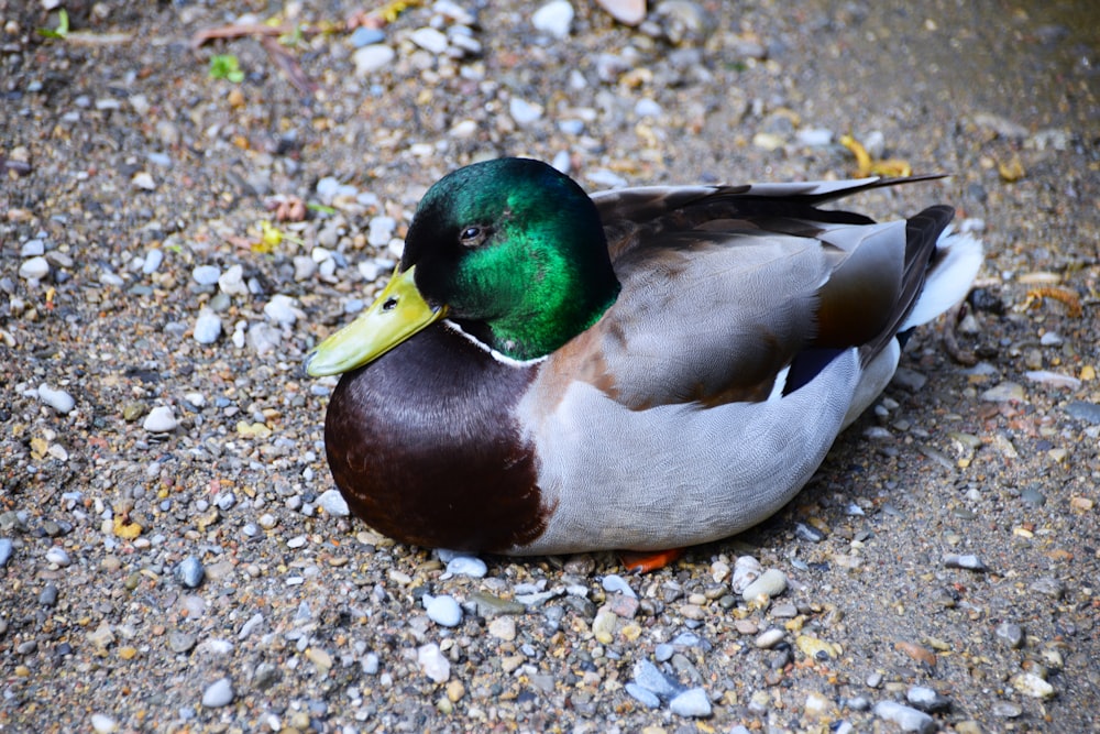 a duck with a yellow beak sitting on the ground