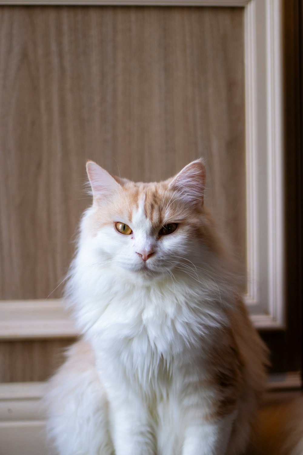 a white and orange cat sitting in front of a door