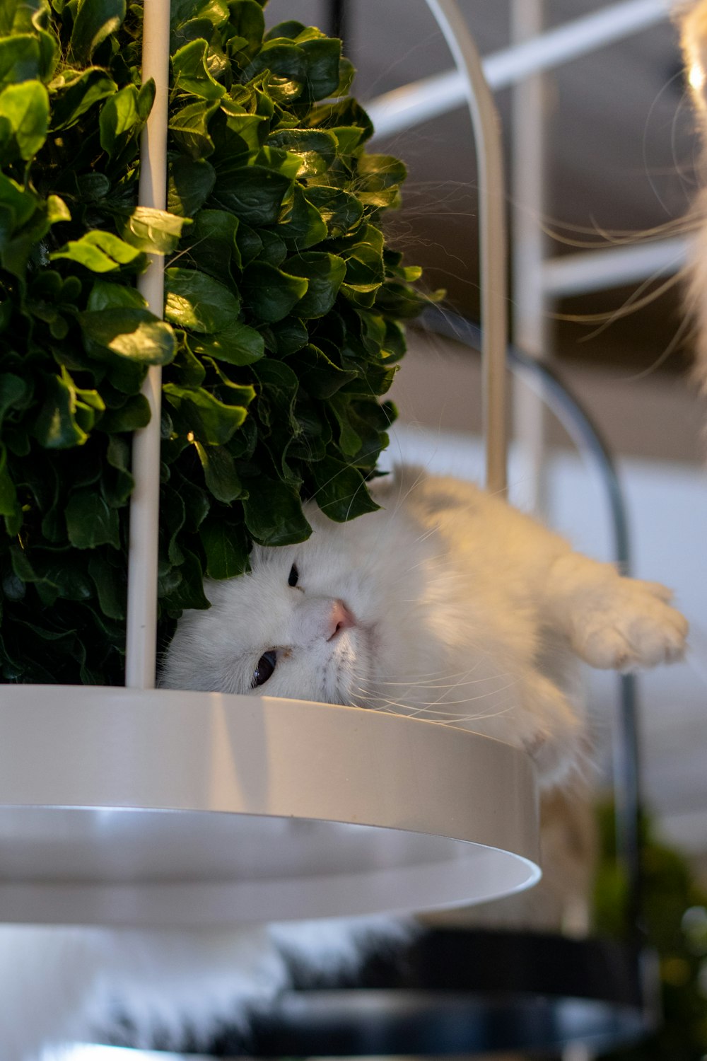 a white cat laying on top of a potted plant