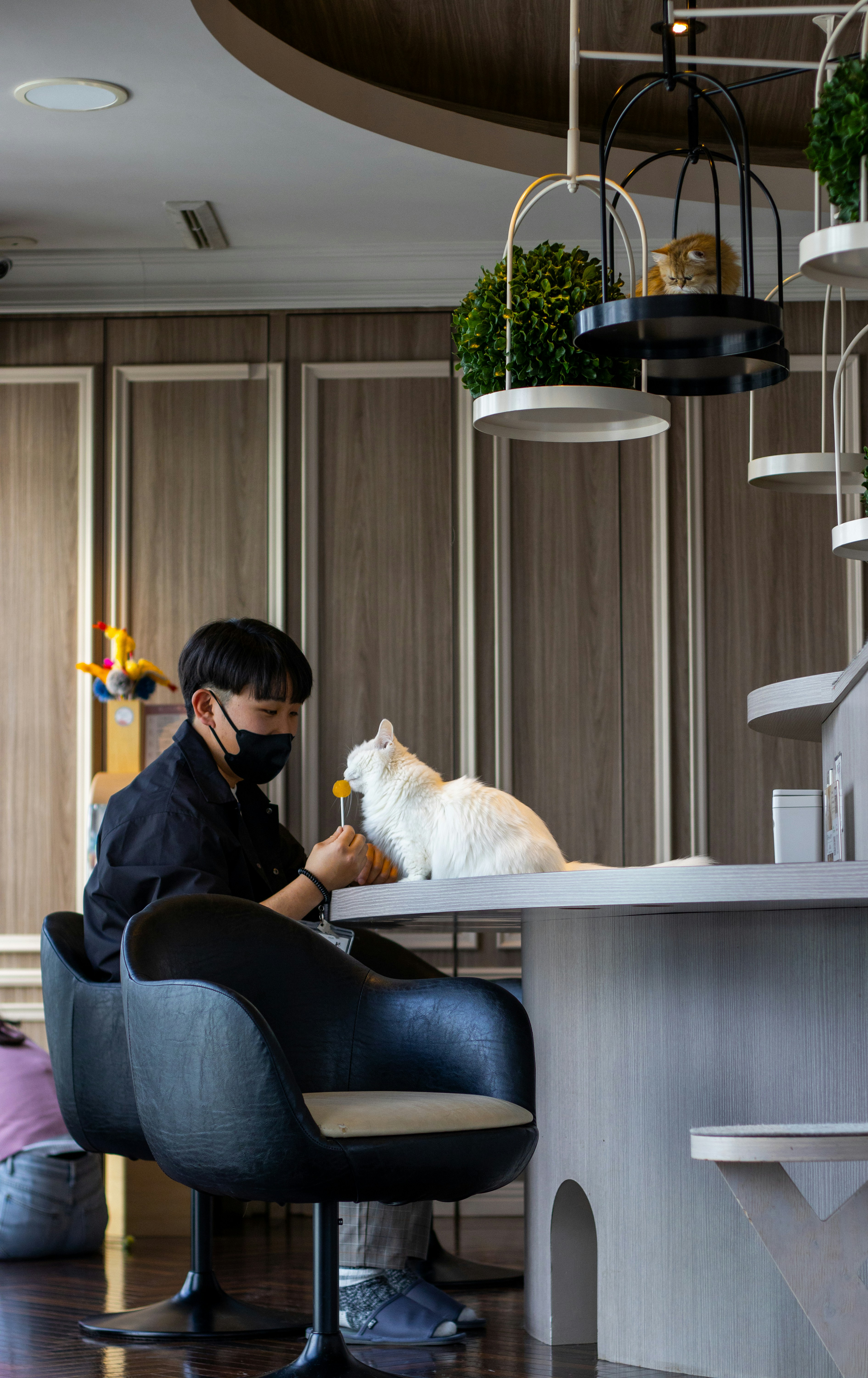 Shibuya's Themed Cafés: Cats, Maids & Beyond! (Ultimate Guide)