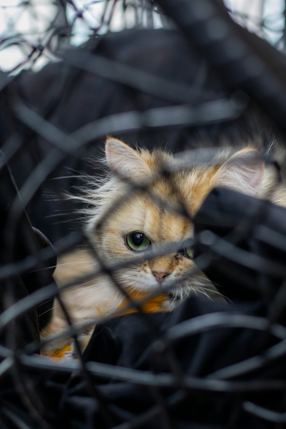 an orange and white cat sitting in a cage