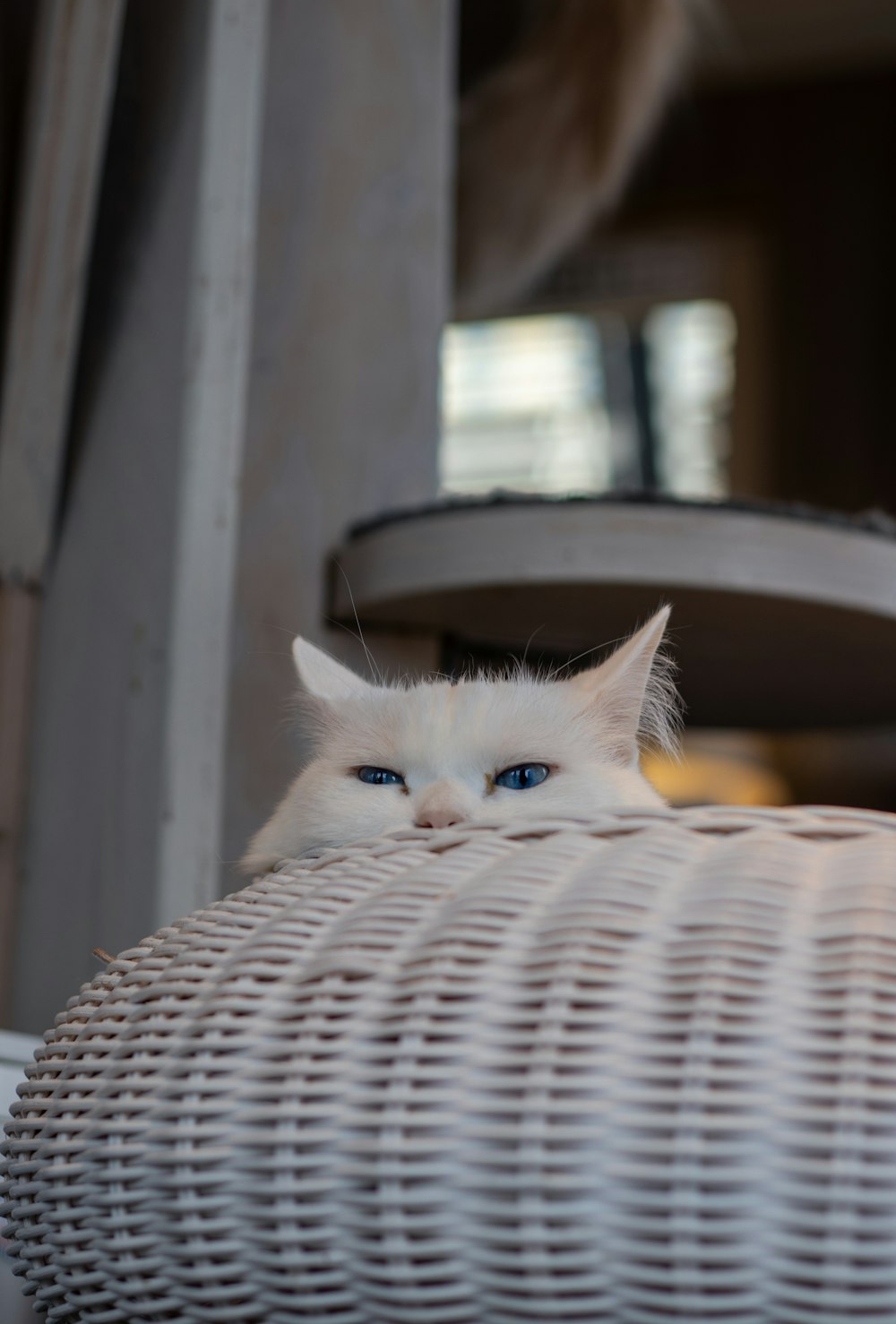 a white cat with blue eyes sitting on a chair