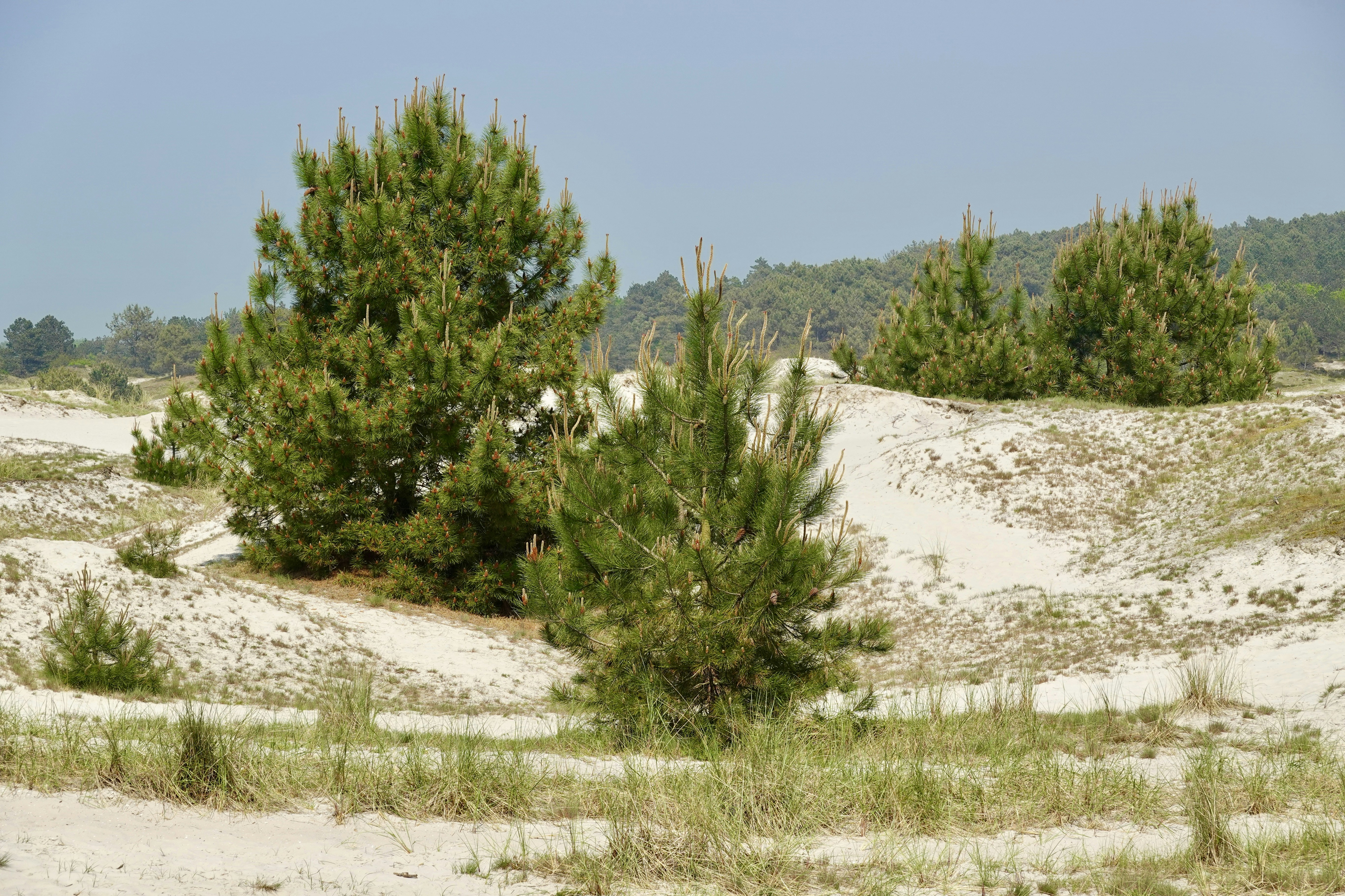 a couple of trees that are in the sand
